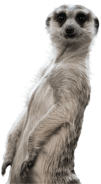 Ein Erdmännchen